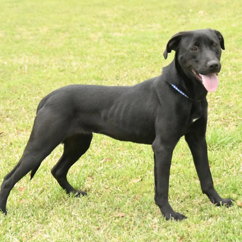 A young medium-sized female Black Labrador Retriever dog named Randie for adoption in Natchez, MS