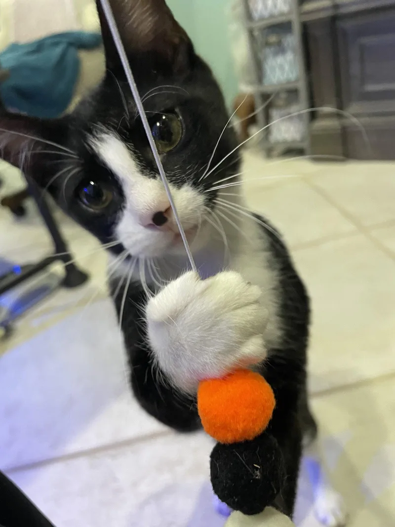 A baby medium-sized male Black & White / Tuxedo Domestic Short Hair cat named Hayes for adoption in West Palm Beach, FL