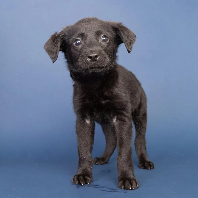A baby small-sized female Black Mixed Breed dog named Dolly for adoption in Franklin, TN