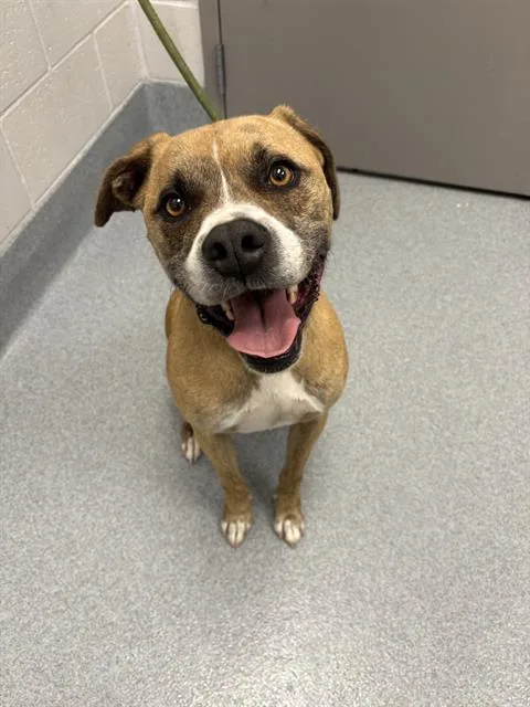 An adult large-sized male Boxer dog named The Louvre for adoption in Indianapolis, IN