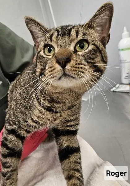 An adult medium-sized male Domestic Short Hair cat named Roger for adoption in Lafayette, IN