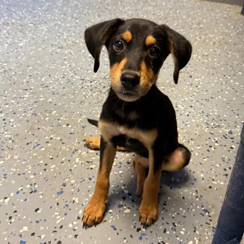 A baby small-sized female Black Terrier dog named Posie for adoption in Tuscaloosa, AL