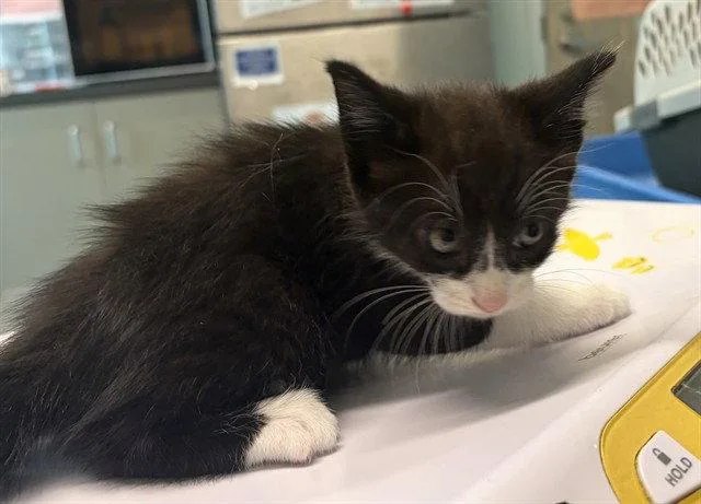 A baby small-sized male Domestic Medium Hair cat named Jerry for adoption in Tavares, FL