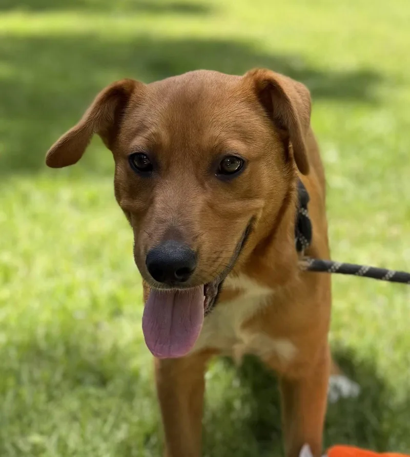 A baby medium-sized male Hound dog named Meyer for adoption in Locust Fork, AL