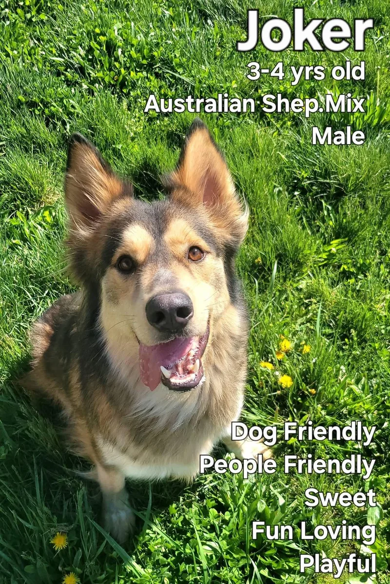 An adult medium-sized male Tricolor (Brown, Black, & White) Australian Shepherd dog named Joker for adoption in Ashland, KY