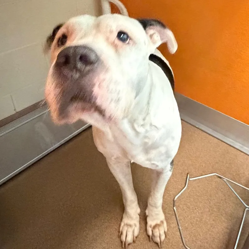 A senior large-sized male White / Cream Pit Bull Terrier dog named Dude for adoption in Norman, OK