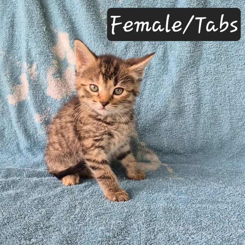 A baby large-sized female Tabby (Buff / Tan / Fawn) Domestic Short Hair cat named Tabs for adoption in Heber Springs, AR
