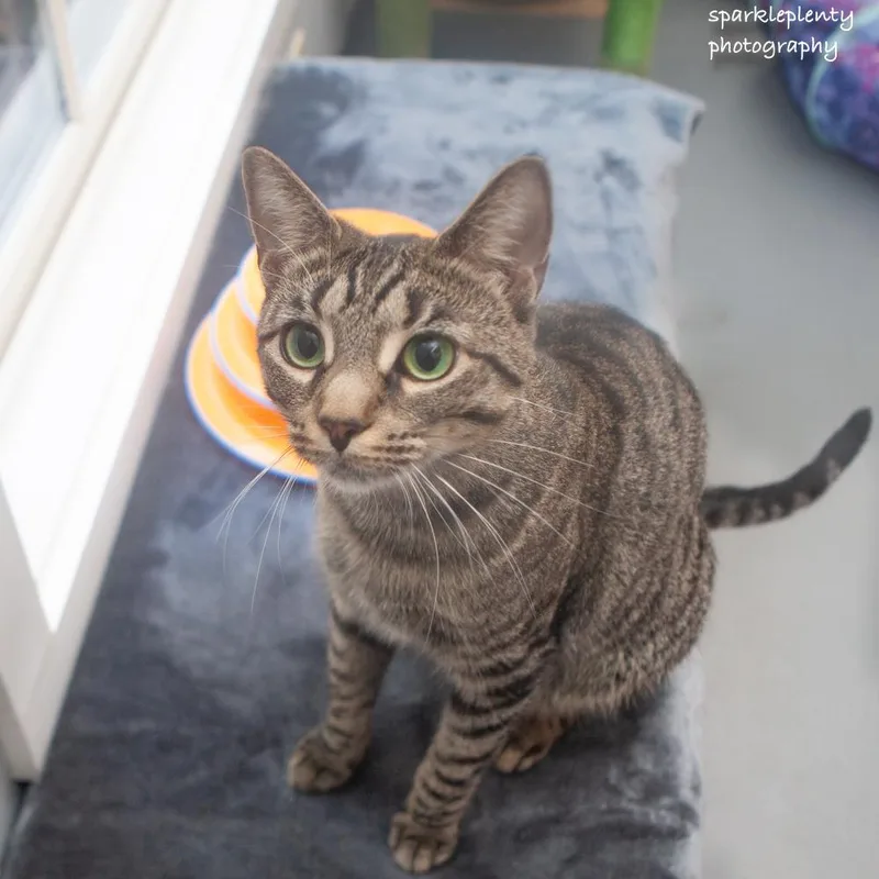 A young medium-sized female Tabby (Brown / Chocolate) Domestic Short Hair cat named Kapri for adoption in Ridgefield, CT