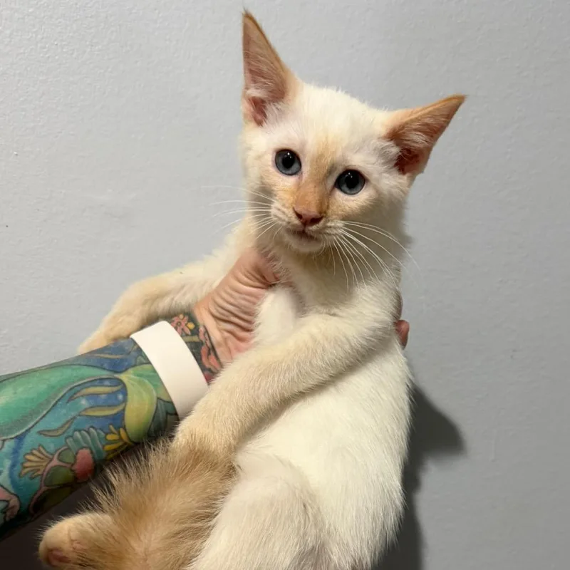 A baby small-sized male Flame Point Siamese cat named Cooper for adoption in Simi Valley, CA