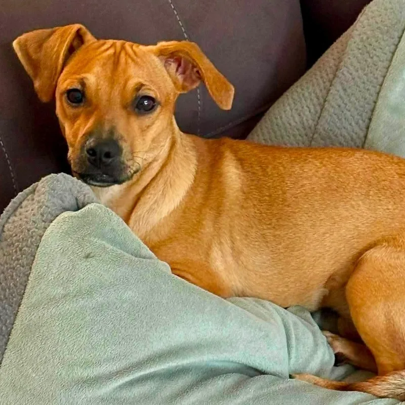 A baby small-sized male Chihuahua dog named Cinnamon for adoption in West Haven, CT