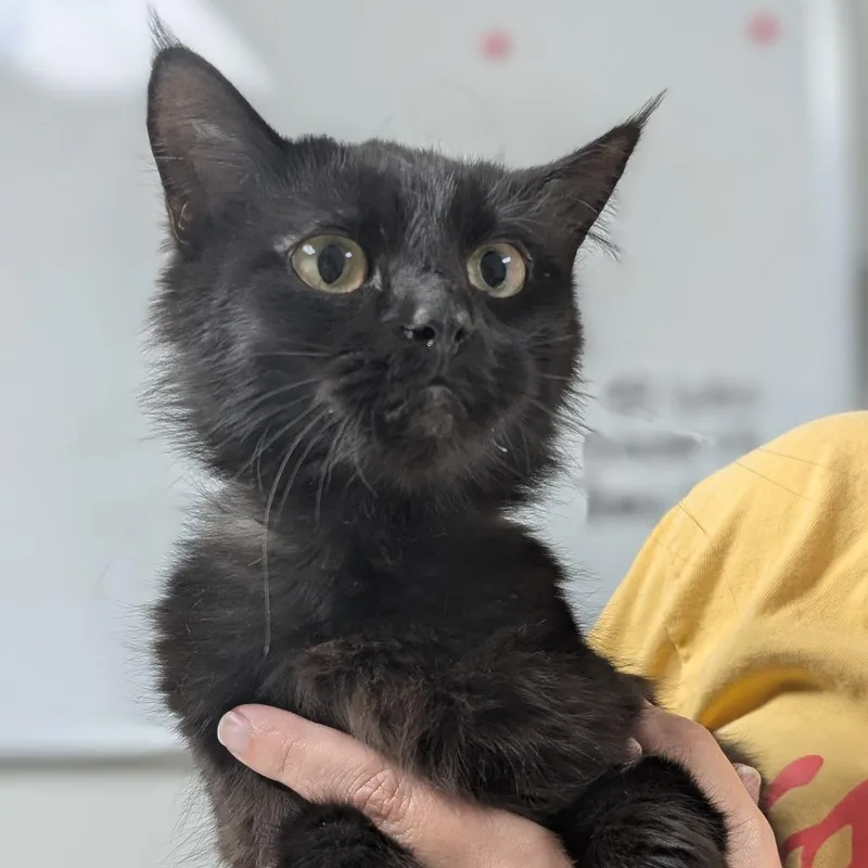 A young medium-sized female Black Domestic Medium Hair cat named Sabrina for adoption in Canton, IL