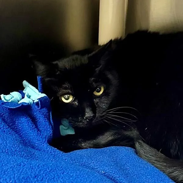 An adult medium-sized female Domestic Short Hair cat named Flow for adoption in Walnut Creek, CA