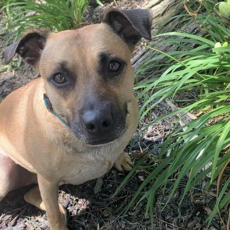 An adult medium-sized female Brown / Chocolate Jack Russell Terrier dog named Sadie for adoption in Novelty, OH