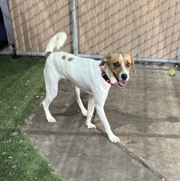 A young medium-sized male Beagle dog named Toby for adoption in San Diego, CA