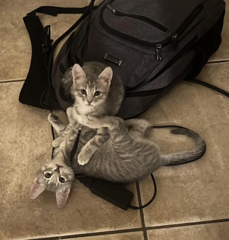 A baby medium-sized male Tabby (Gray / Blue / Silver) Tabby cat named Ronaldo Allstar Bonded With for adoption in Chandler, AZ