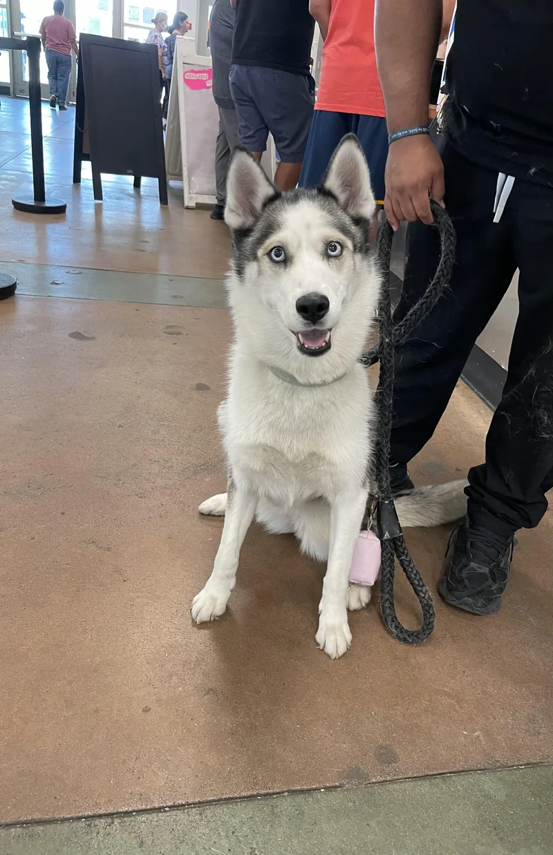 An adult medium-sized female Siberian Husky dog named Luna for adoption in Van Nuys, CA