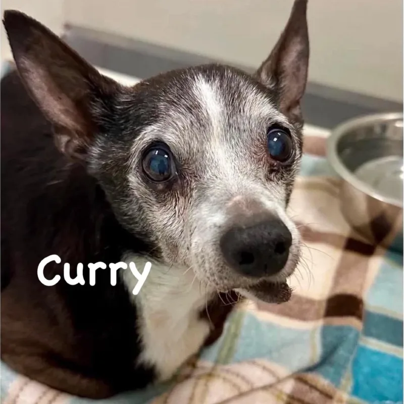 Curry
