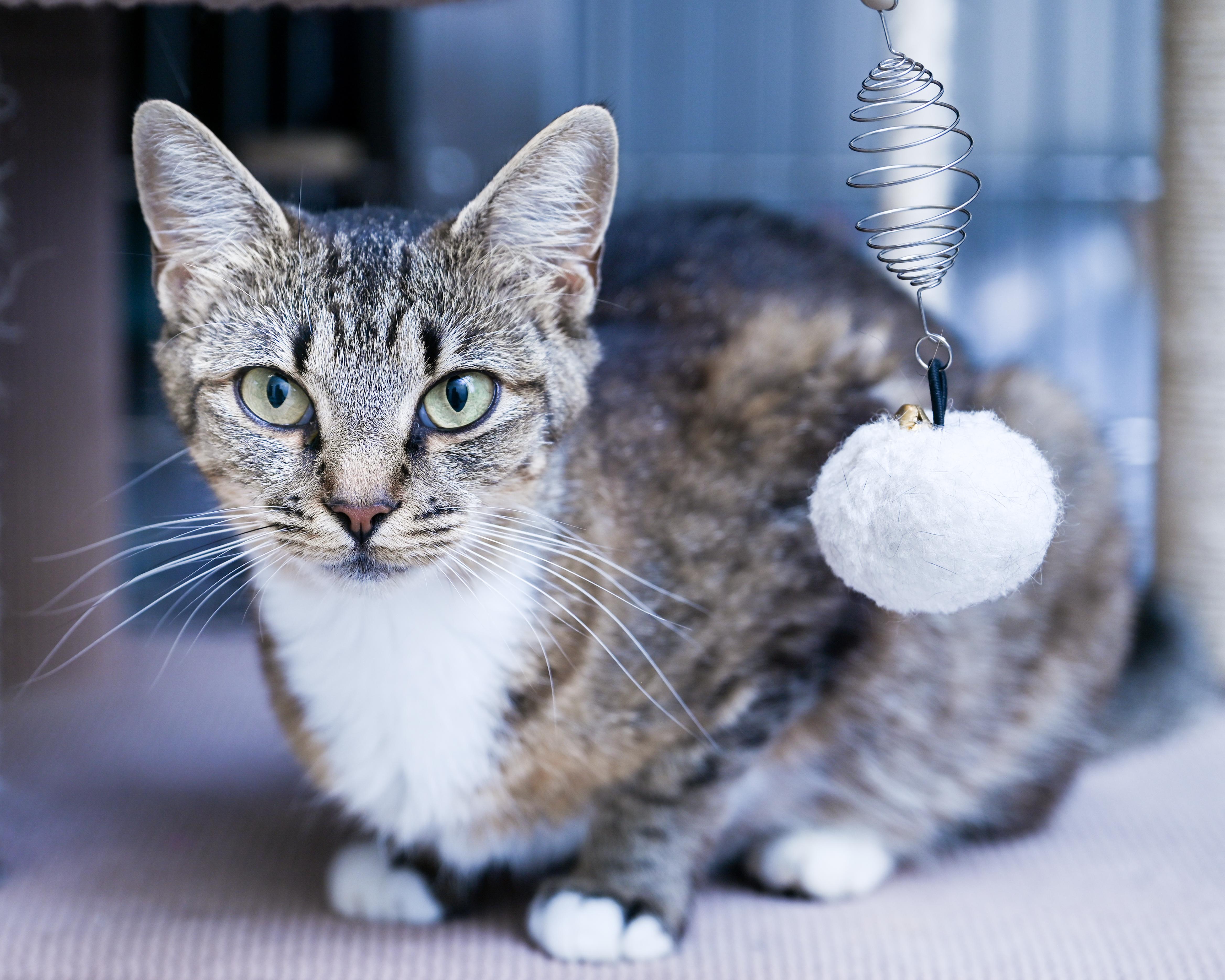 A young medium-sized female Tabby (Brown / Chocolate) Tabby cat named Mahjong for adoption in Chattanooga, TN