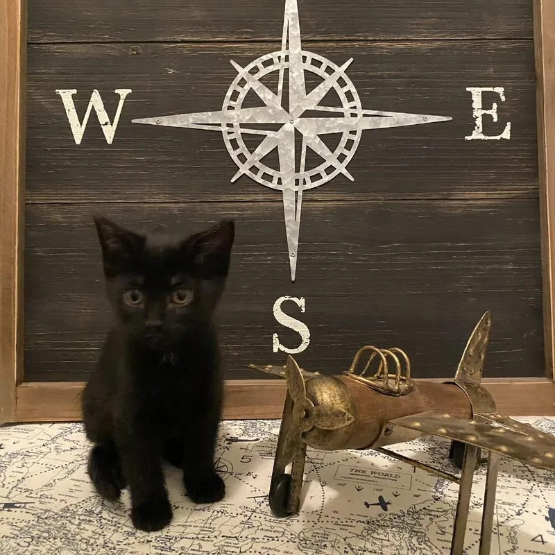 A baby small-sized male Black Domestic Short Hair cat named Trail for adoption in Brownsboro, AL