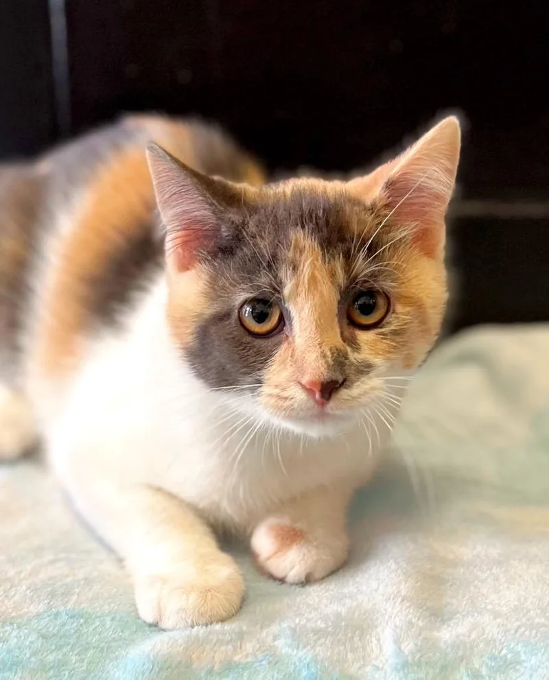 A baby large-sized female Domestic Short Hair cat named S’more for adoption in Effingham, IL