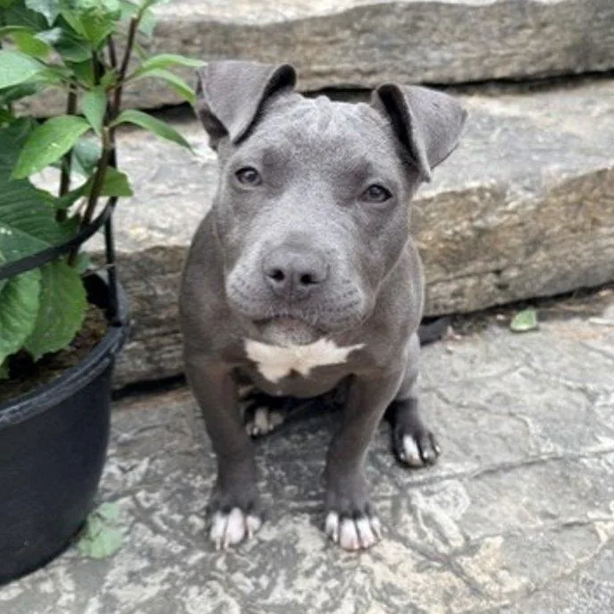 A young medium-sized female Pit Bull Terrier dog named Lillie Beth for adoption in Racine, WI