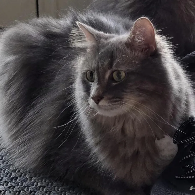 An adult extra large-sized male Gray / Blue / Silver Domestic Long Hair cat named Stewie for adoption in Normal, IL
