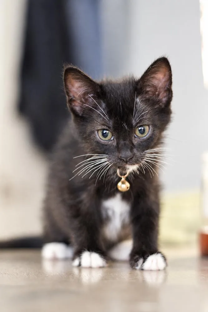 A baby small-sized female Black Domestic Short Hair cat named Indigo for adoption in Albuquerque, NM