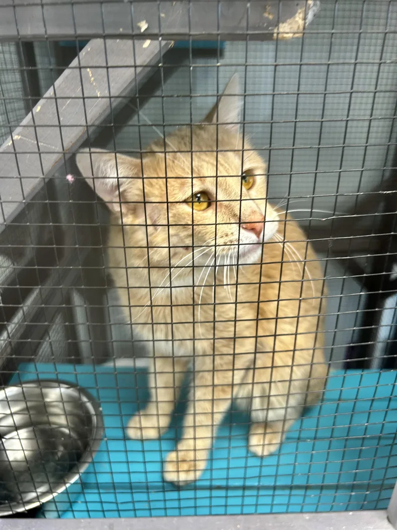 Tristan  Chow Hound thumbnail 2