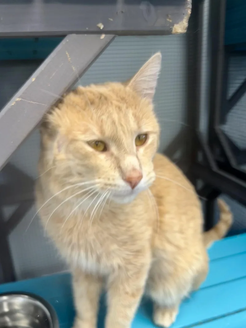 Tristan  Chow Hound thumbnail 3