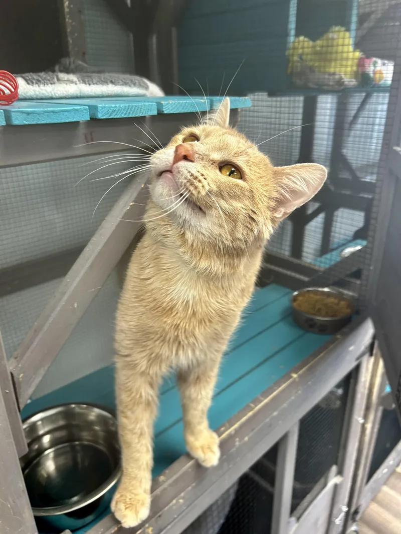 Tristan  Chow Hound thumbnail 4