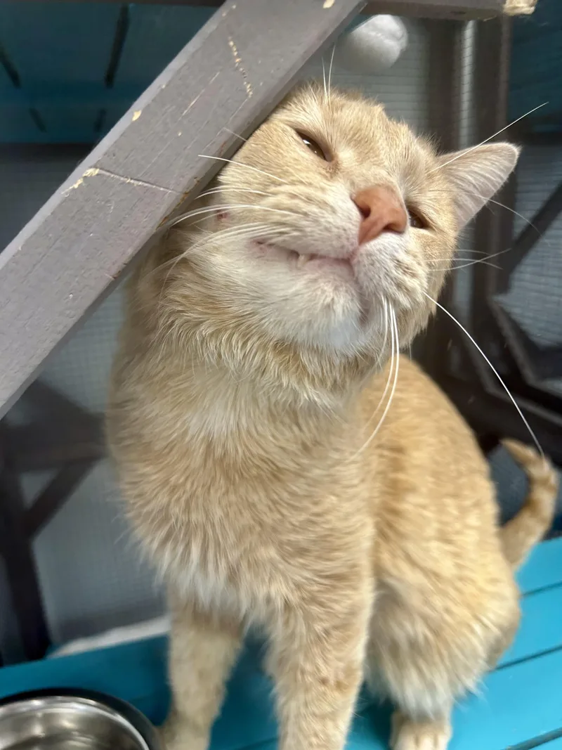 Tristan  Chow Hound thumbnail 5