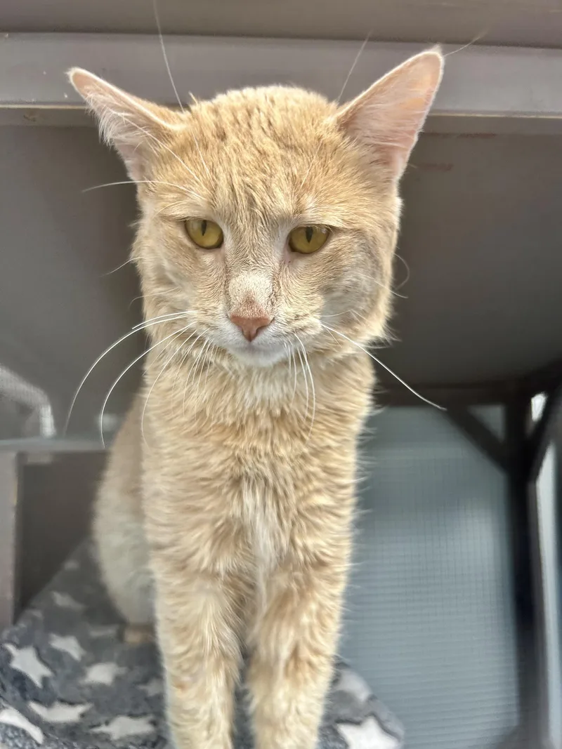 Tristan  Chow Hound thumbnail 6