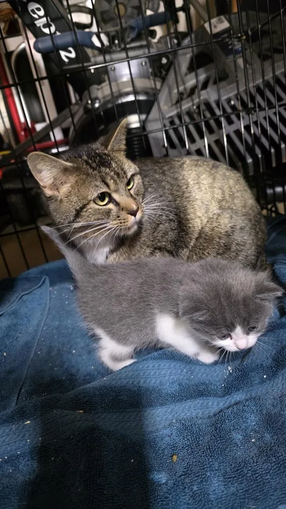 An adult medium-sized female Domestic Short Hair cat named Lucy for adoption in Salisbury, NC