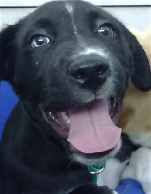 A baby large-sized male Mixed Breed dog named Liam for adoption in Dallas, TX