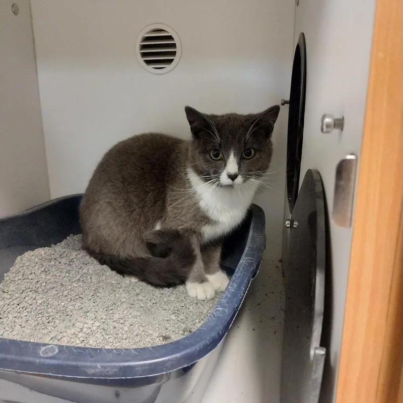A young small-sized male Gray / Blue / Silver Domestic Short Hair cat named Perry for adoption in Troy, IL