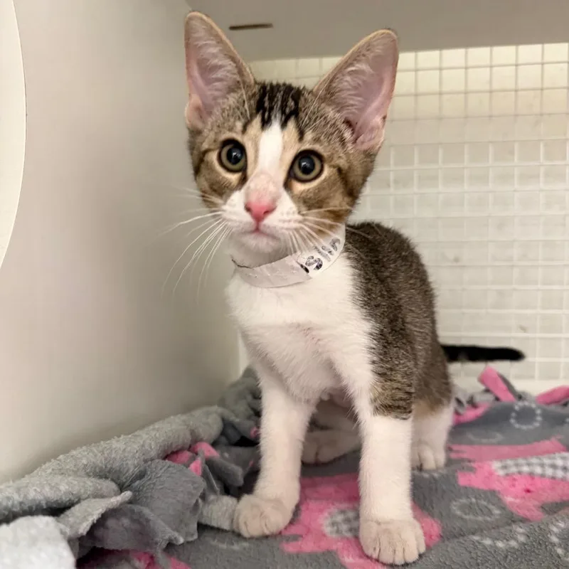 A baby small-sized female Brown / Chocolate Domestic Short Hair cat named Aslin for adoption in San Antonio, TX