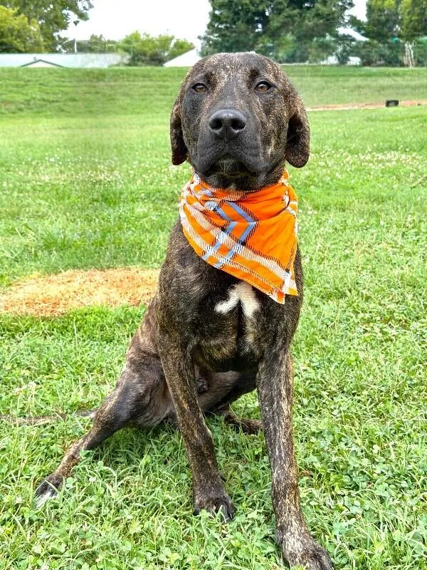 A young medium-sized male Hound dog named Alvin for adoption in Maryville, TN
