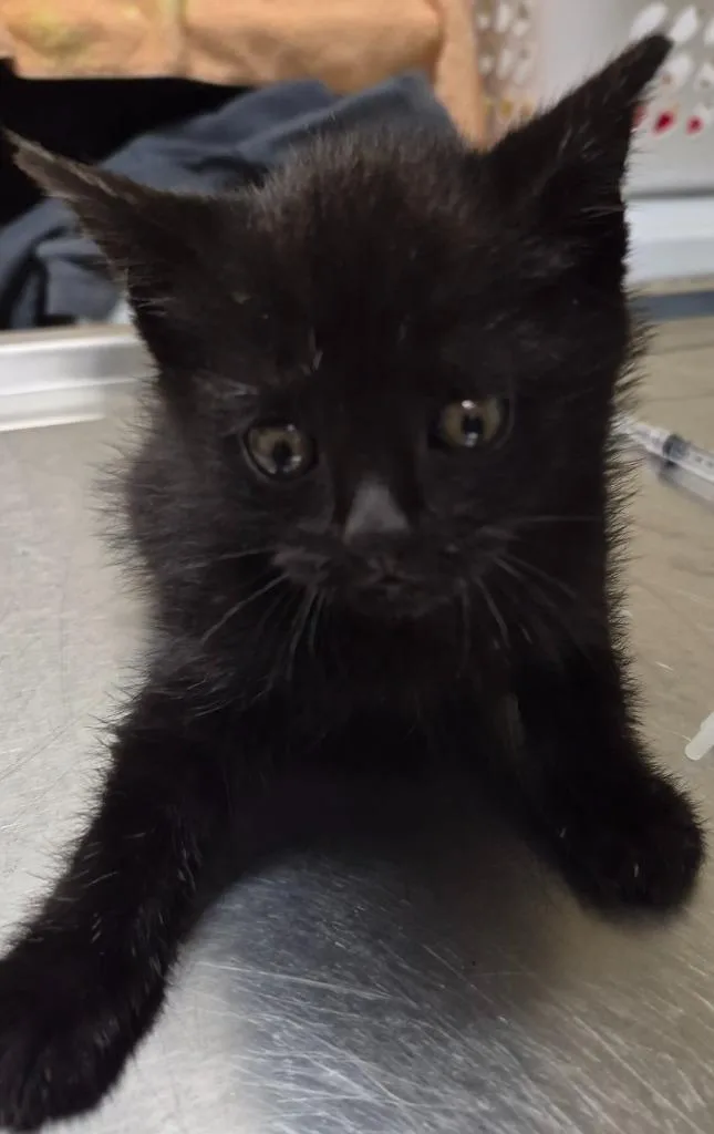 A baby medium-sized male Domestic Short Hair cat named Villager for adoption in Christiansburg, VA