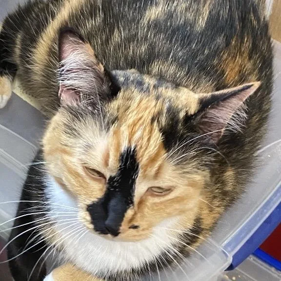 Confetti Aka Fetti