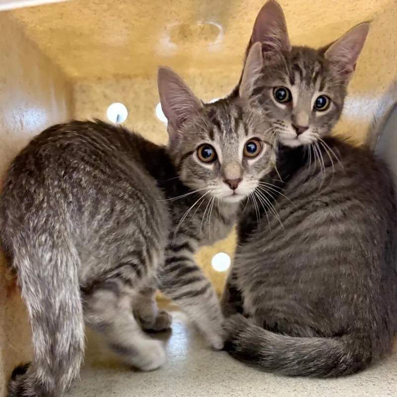 A baby small-sized male Gray / Blue / Silver Domestic Short Hair cat named Maxwell for adoption in Philadelphia, PA