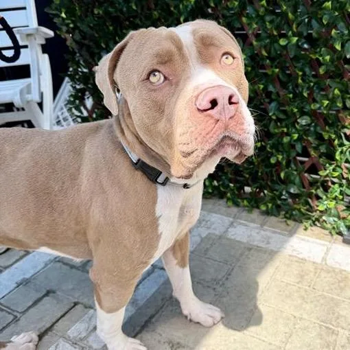 A young large-sized female Pit Bull Terrier dog named Peach for adoption in Los Angeles, CA