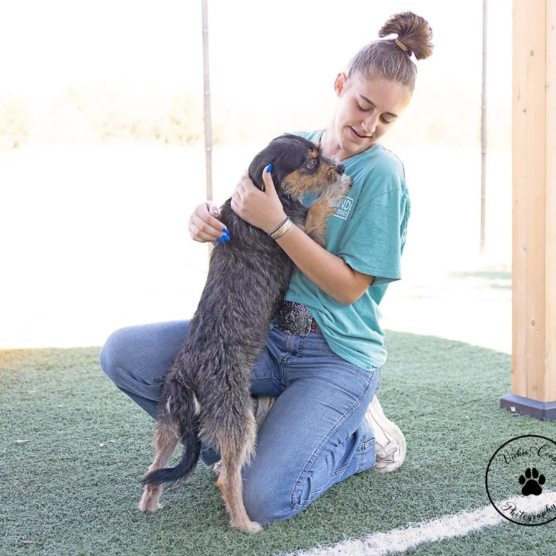 A young small-sized male Black Border Terrier dog named Dave for adoption in Abilene, TX