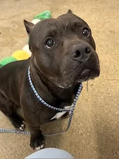 An adult large-sized male Black Pit Bull Terrier dog named Artie for adoption in Cleveland, OH