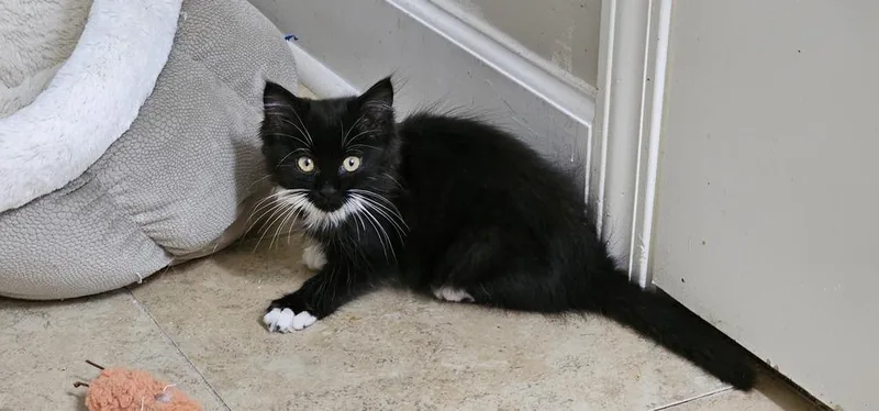 A baby small-sized female Black & White / Tuxedo Domestic Long Hair cat named Honeycrisp for adoption in Powder Springs, GA