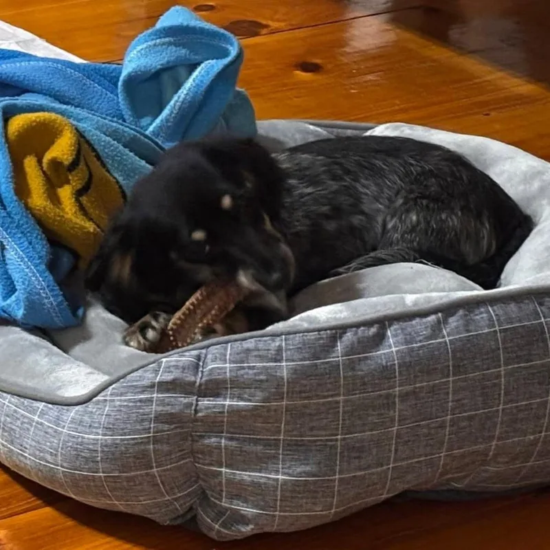 A young small-sized female Black Miniature Dachshund dog named Juno for adoption in Dayton, OH