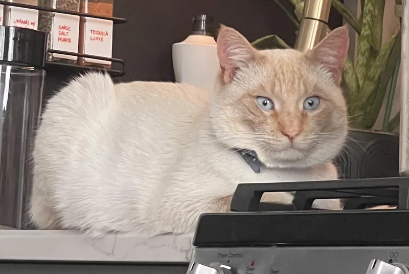 Snowflake thumbnail 2