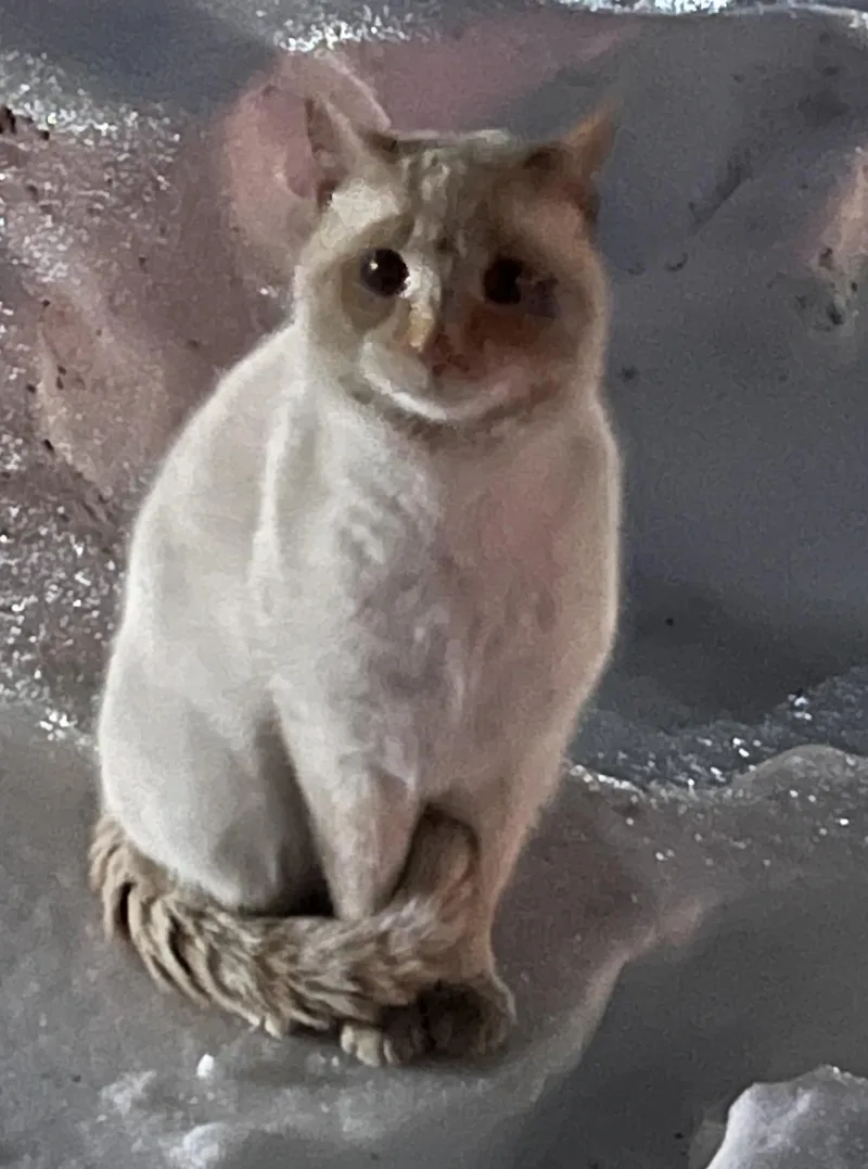 Snowflake thumbnail 3