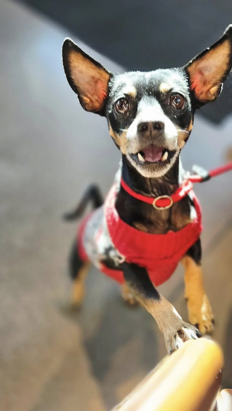 Tiny Tim thumbnail 3