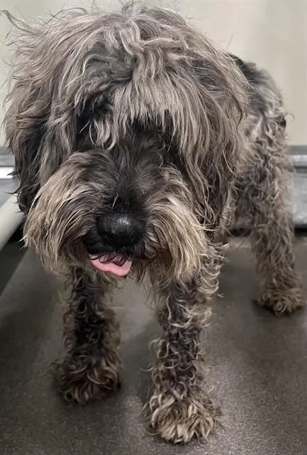 Midnight Midgrade Crawford