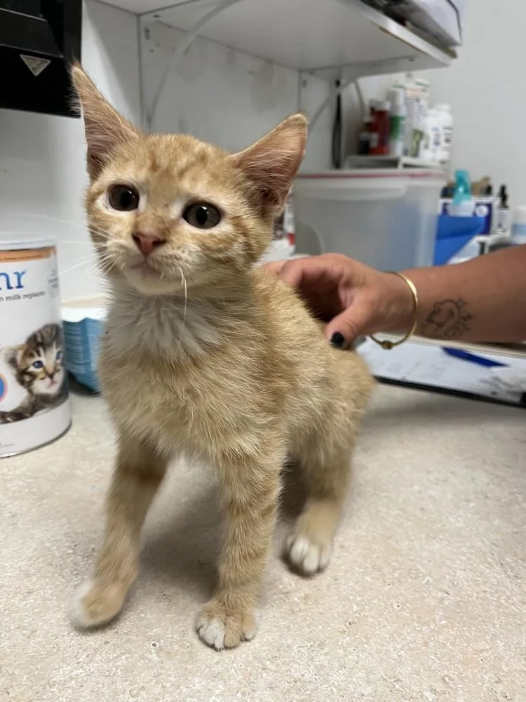 A young small-sized male Tabby (Orange / Red) Domestic Short Hair cat named Zenen for adoption in Ontario, CA